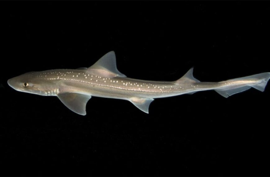 Scientists Discover Clicking Sounds in Rig Sharks for the First Time