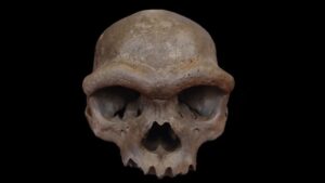 China’s Dragon Man Skull Found to Belong to…