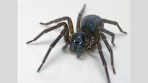 Feather-Legged Lace Weaver Spider Uses Toxic Silk Instead…