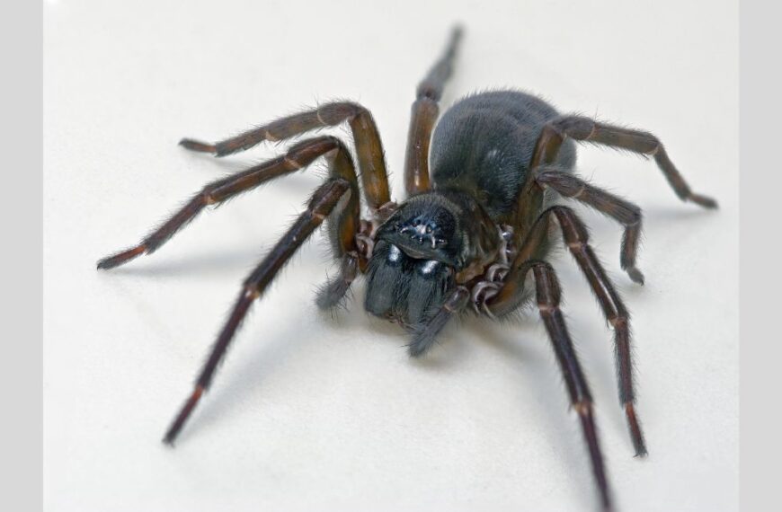 Feather-Legged Lace Weaver Spider Uses Toxic Silk Instead of Fangs to Kill Its Prey